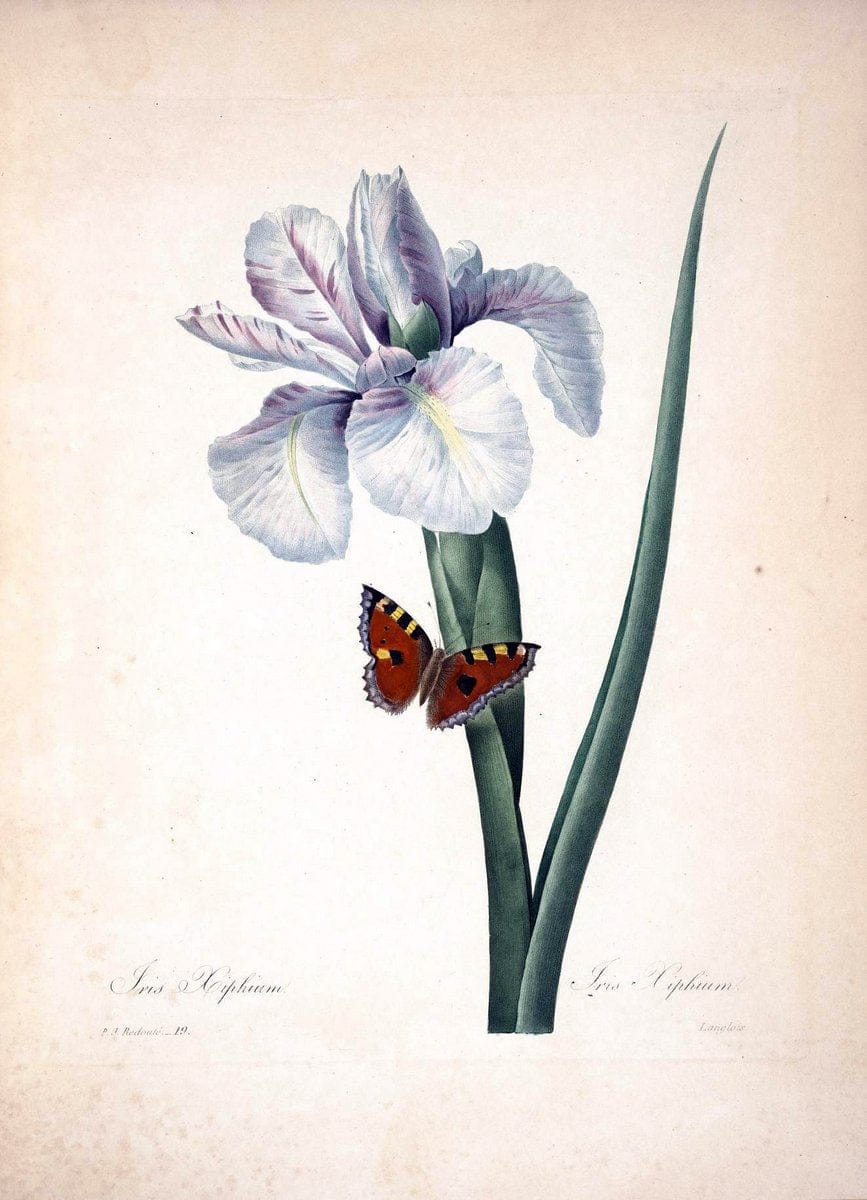 Choix des plus belles fleurs :.Paris :Ernest Panckoucke,[1833].  | 1833 Botany France Icones "Pictorial works"  | Vintage Print Reproduction 450248