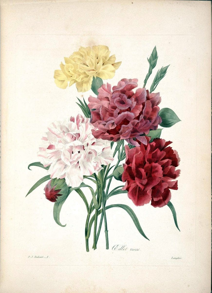 Choix des plus belles fleurs :.Paris :Ernest Panckoucke,[1833].  | 1833 Botany France Icones "Pictorial works"  | Vintage Print Reproduction 450249