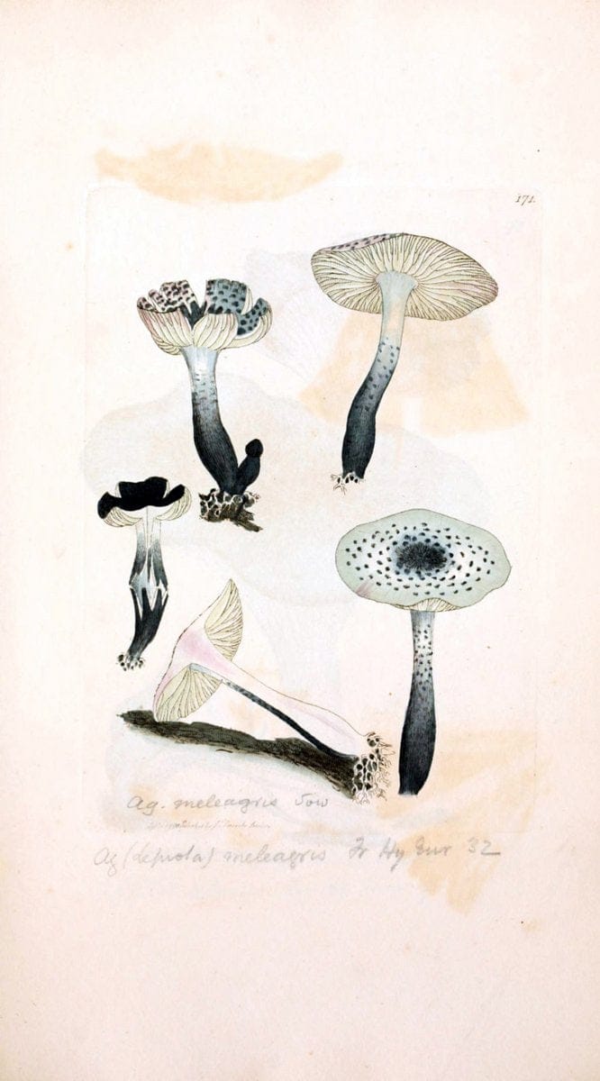 Coloured figures of English fungi or mushrooms. London,Printed by J. Davis,1797-[1809]. | England Mushrooms  | Vintage Print Reproduction 450252