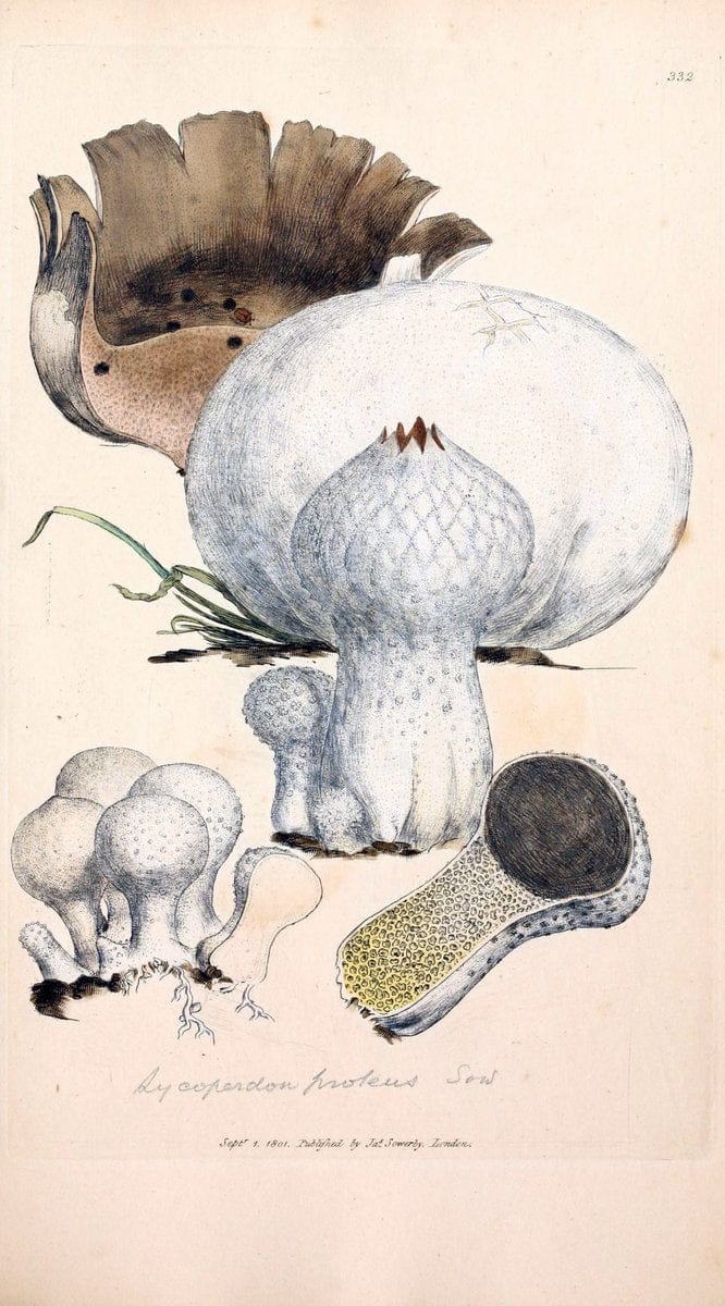 Coloured figures of English fungi or mushrooms. London,Printed by J. Davis,1797-[1809]. | England Mushrooms  | Vintage Print Reproduction 450254