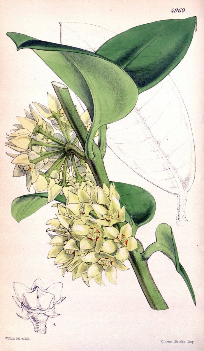 Curtis's botanical magazine. London ; New York [etc.] :Academic Press [etc.]. | "Botanical illustration" Botany Periodicals "Pictorial works" "Plants, Ornamental"  | Vintage Print Reproduction 450257