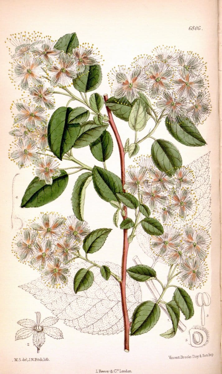 Curtis's botanical magazine. London ; New York [etc.] :Academic Press [etc.]. | "Botanical illustration" Botany Periodicals "Pictorial works" "Plants, Ornamental"  | Vintage Print Reproduction 450258