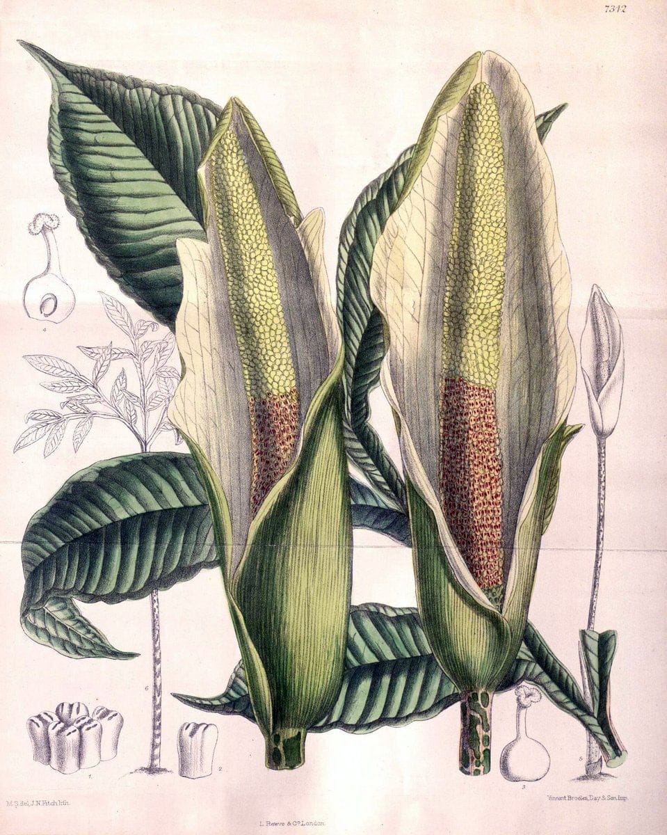 Curtis's botanical magazine. London ; New York [etc.] :Academic Press [etc.]. | "Botanical illustration" Botany Periodicals "Pictorial works" "Plants, Ornamental"  | Vintage Print Reproduction 450259