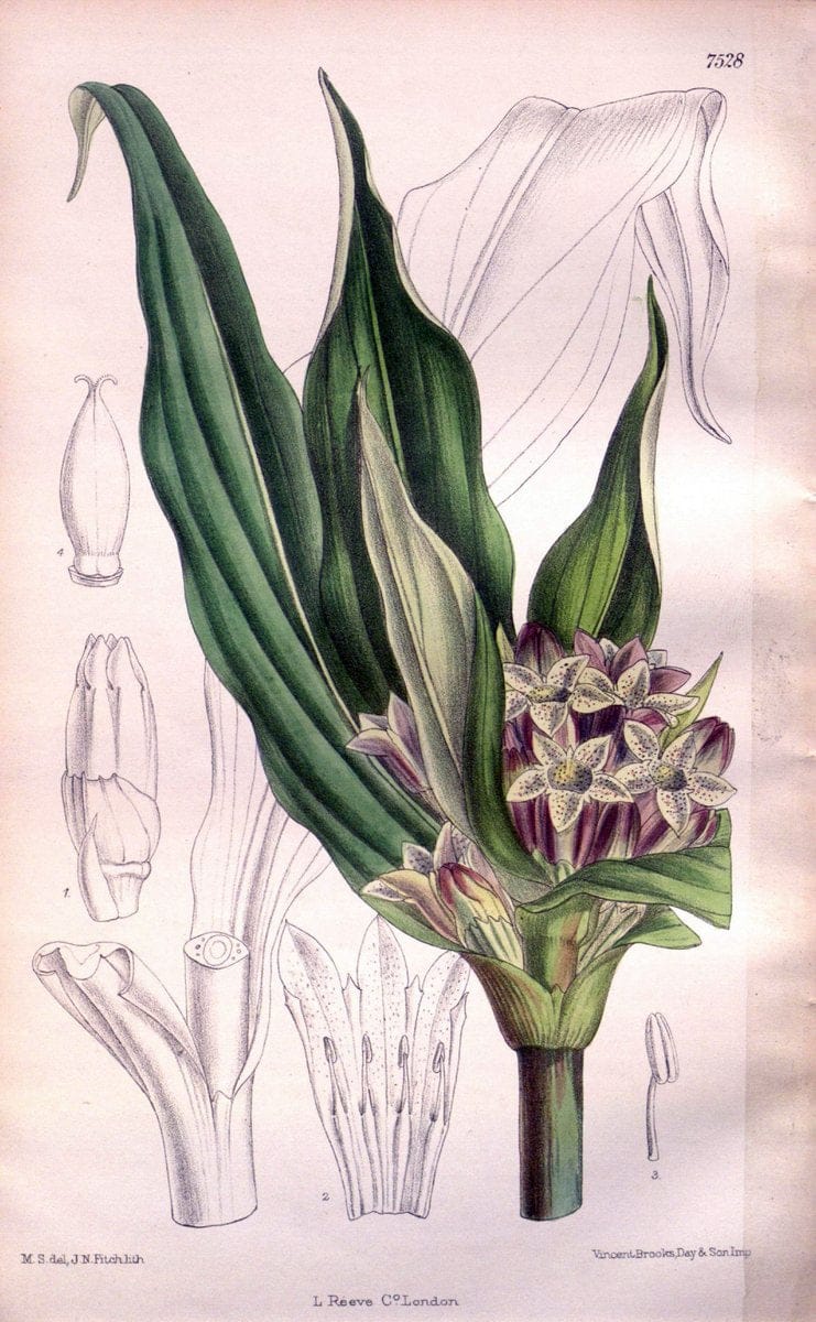 Curtis's botanical magazine. London ; New York [etc.] :Academic Press [etc.]. | "Botanical illustration" Botany Periodicals "Pictorial works" "Plants, Ornamental"  | Vintage Print Reproduction 450261