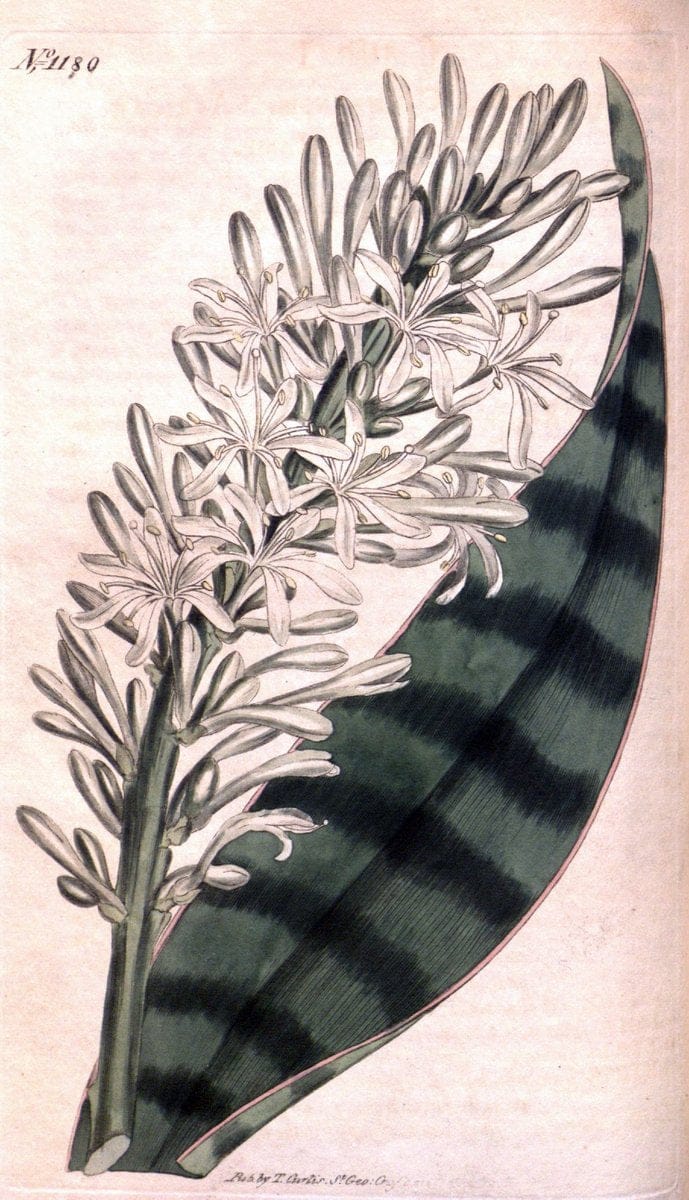 Curtis's botanical magazine. London ; New York [etc.] :Academic Press [etc.]. | "Botanical illustration" Botany Periodicals "Pictorial works" "Plants, Ornamental"  | Vintage Print Reproduction 450263