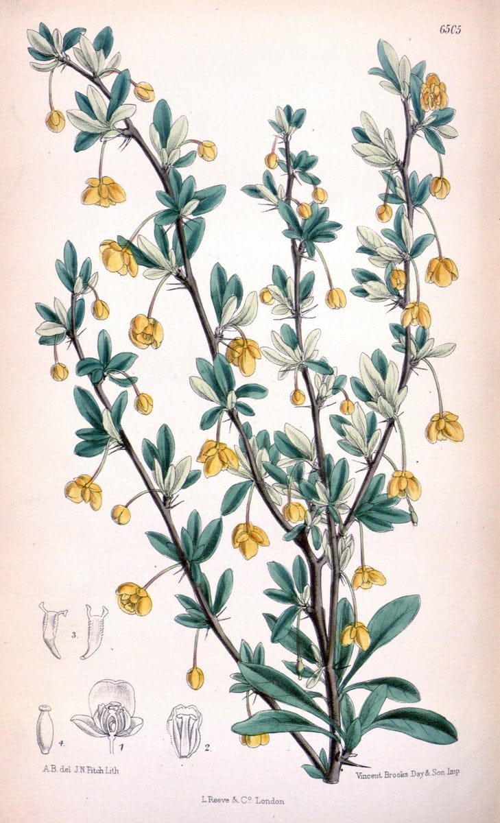 Curtis's botanical magazine. London ; New York [etc.] :Academic Press [etc.]. | "Botanical illustration" Botany Periodicals "Pictorial works" "Plants, Ornamental"  | Vintage Print Reproduction 450266