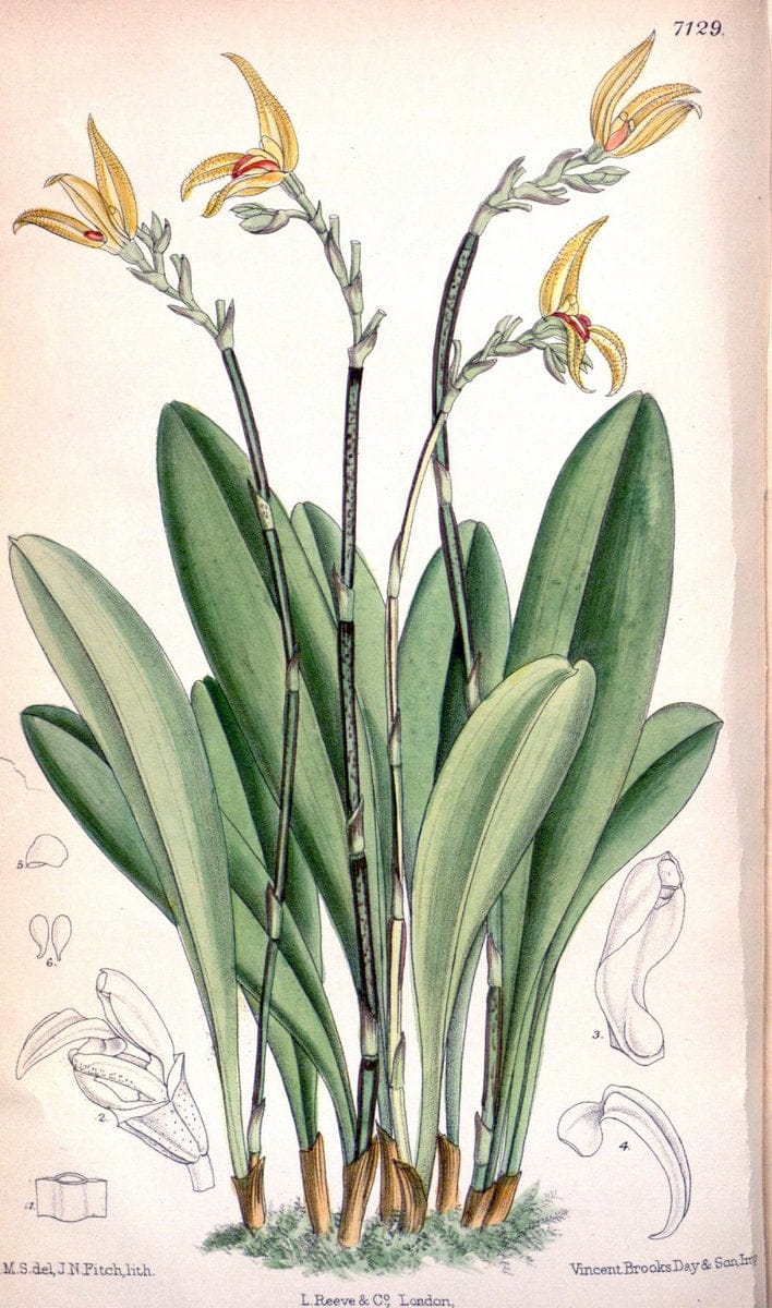 Curtis's botanical magazine. London ; New York [etc.] :Academic Press [etc.]. | "Botanical illustration" Botany Periodicals "Pictorial works" "Plants, Ornamental"  | Vintage Print Reproduction 450268