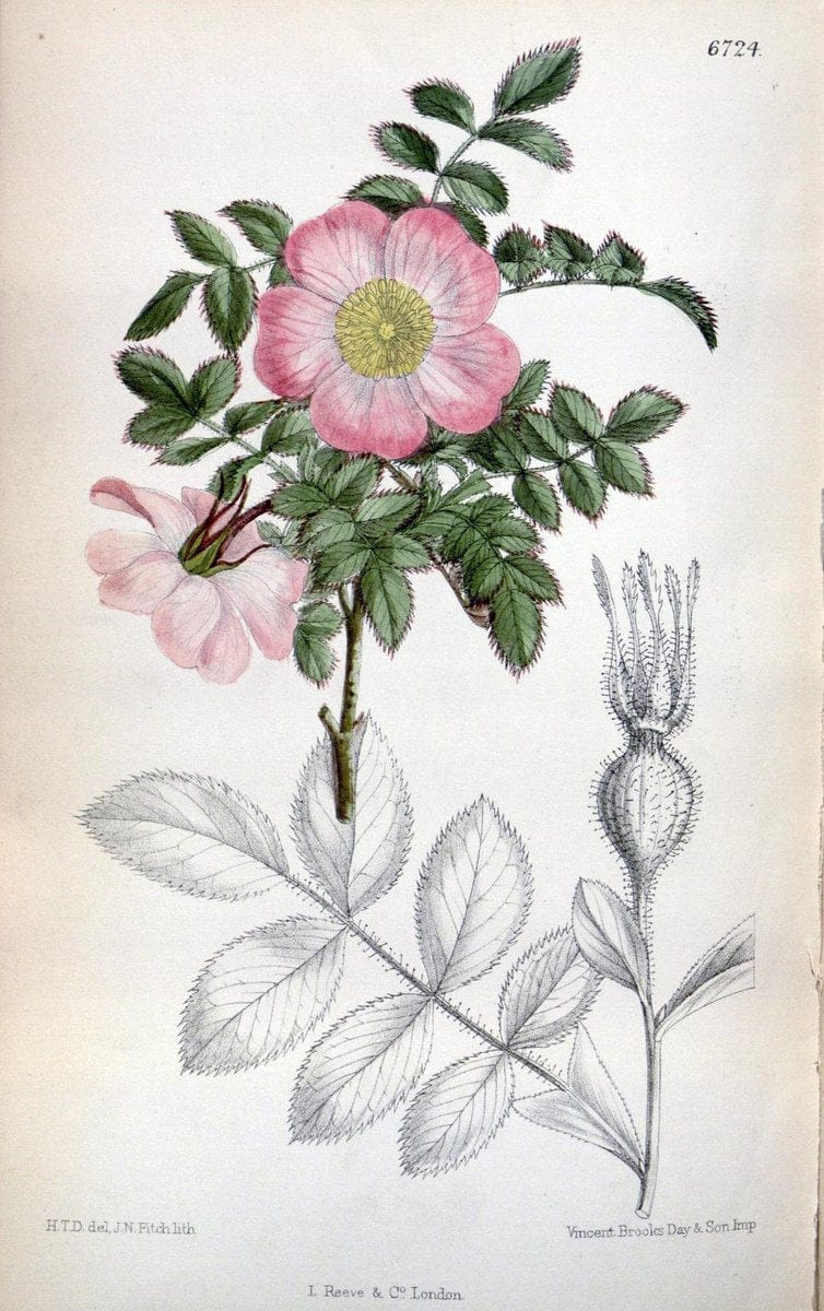 Curtis's botanical magazine. London ; New York [etc.] :Academic Press [etc.]. | "Botanical illustration" Botany Periodicals "Pictorial works" "Plants, Ornamental"  | Vintage Print Reproduction 450269