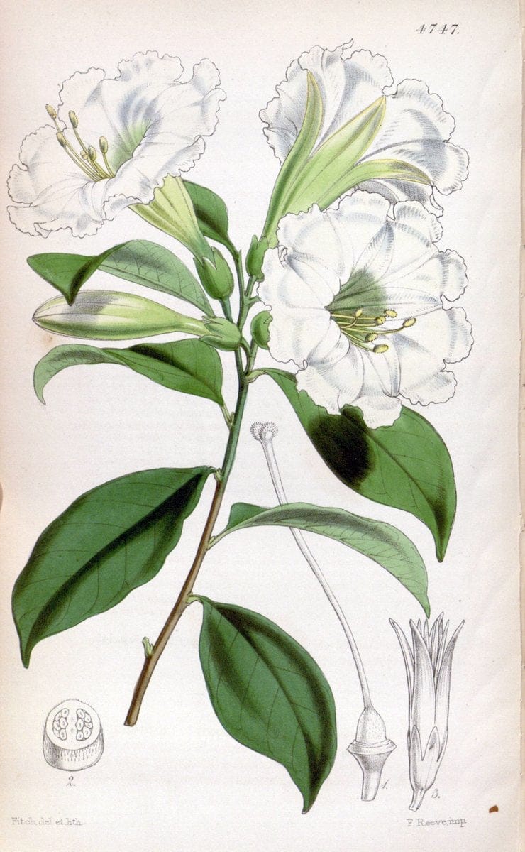 Curtis's botanical magazine. London ; New York [etc.] :Academic Press [etc.]. | "Botanical illustration" Botany Periodicals "Pictorial works" "Plants, Ornamental"  | Vintage Print Reproduction 450270