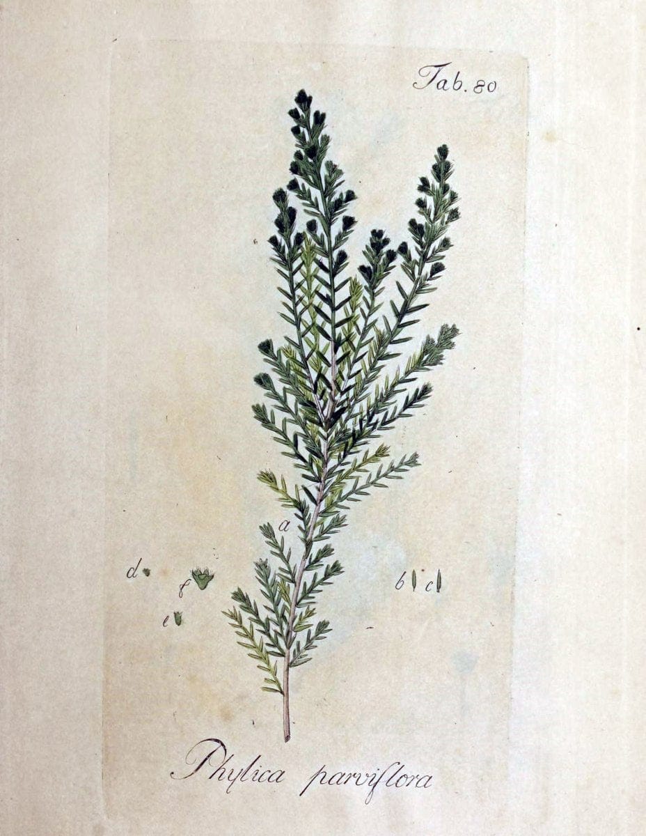 Collectio plantarum tam exoticarum, quam indigenarum, cum delineatione, descriptione cul | Botany | Vintage Print Reproduction 450273