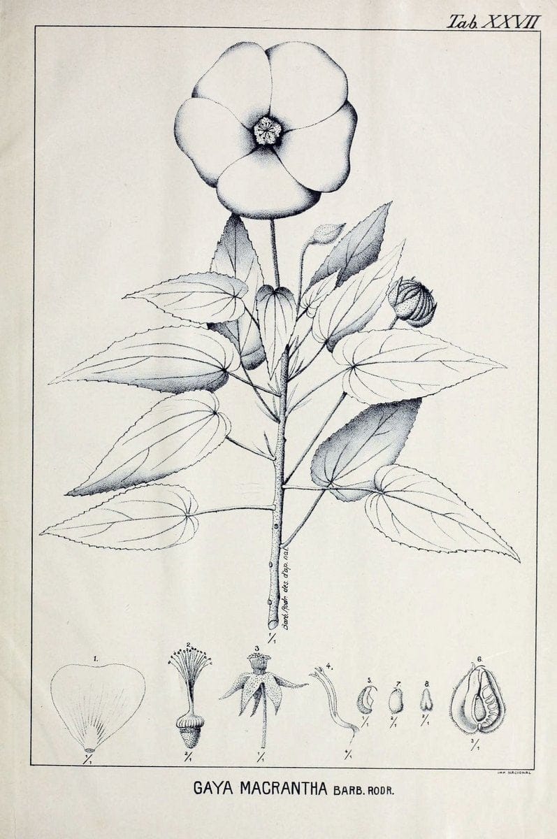Contributions du Jardin botanique de Rio de Janeiro /.Rio de Janeiro :L'Etoile du Sud,1901-1907.  | Botany Brazil | Vintage Print Reproduction 450274