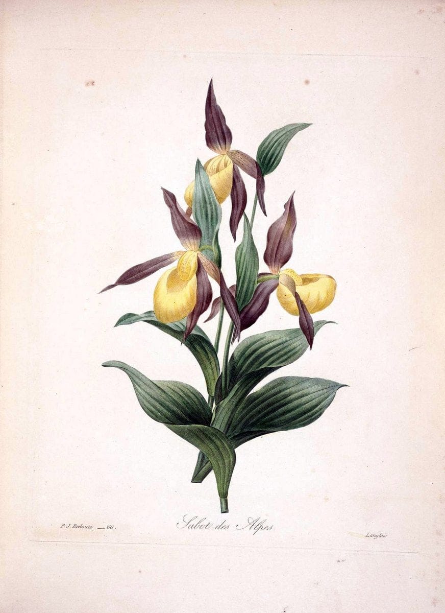 Choix des plus belles fleurs :.Paris :Ernest Panckoucke,[1833].  | 1833 Botany France Icones "Pictorial works"  | Vintage Print Reproduction 450275