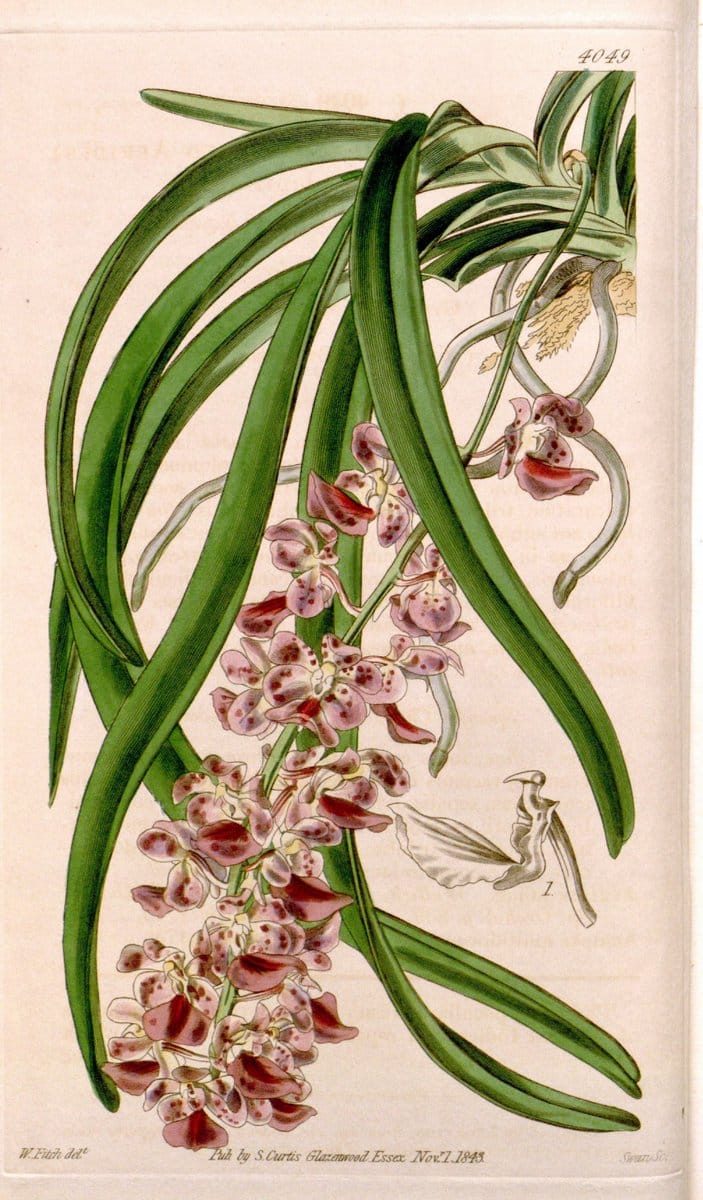 Curtis's botanical magazine. London ; New York [etc.] :Academic Press [etc.]. | "Botanical illustration" Botany Periodicals "Pictorial works" "Plants, Ornamental"  | Vintage Print Reproduction 450276