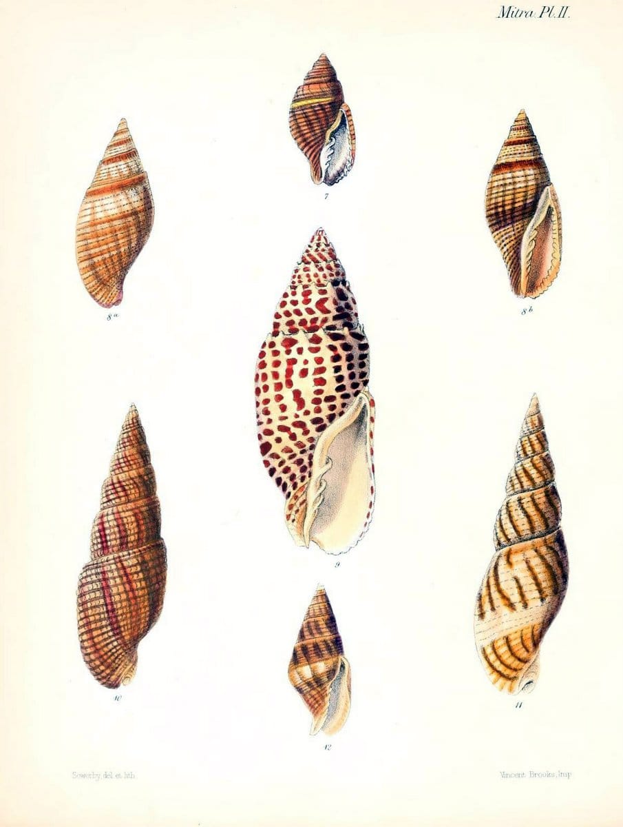 Conchologia iconica, or, Illustrations of the shells of molluscous animals /.London :Reeve, Brothers,1843-1878.  | Mollusks "Pictorial works" Shells | Vintage Print Reproduction 450278