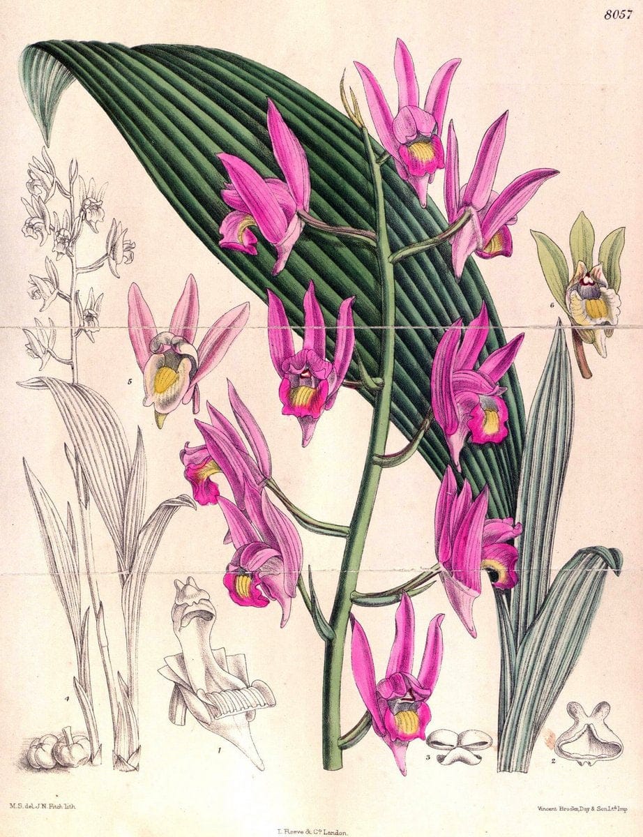 Curtis's botanical magazine. London ; New York [etc.] :Academic Press [etc.]. | "Botanical illustration" Botany Periodicals "Pictorial works" "Plants, Ornamental"  | Vintage Print Reproduction 450280