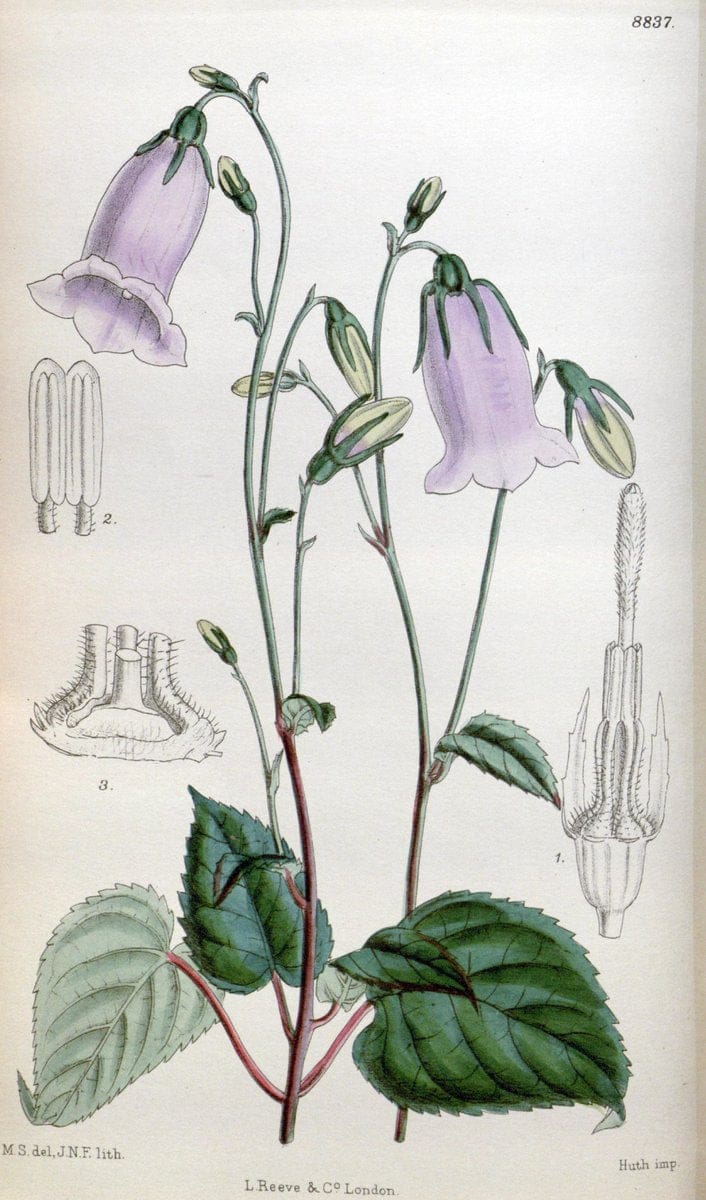 Curtis's botanical magazine. London ; New York [etc.] :Academic Press [etc.]. | "Botanical illustration" Botany Periodicals "Pictorial works" "Plants, Ornamental"  | Vintage Print Reproduction 450284