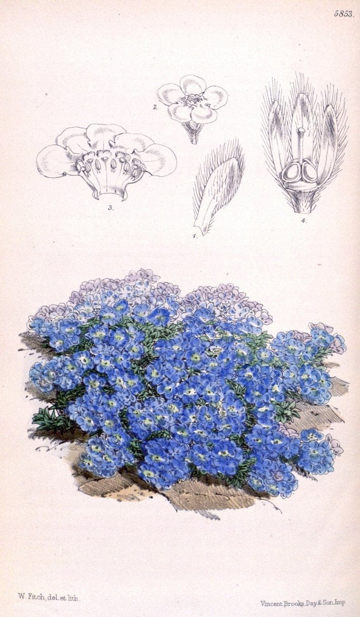 Dragable Image