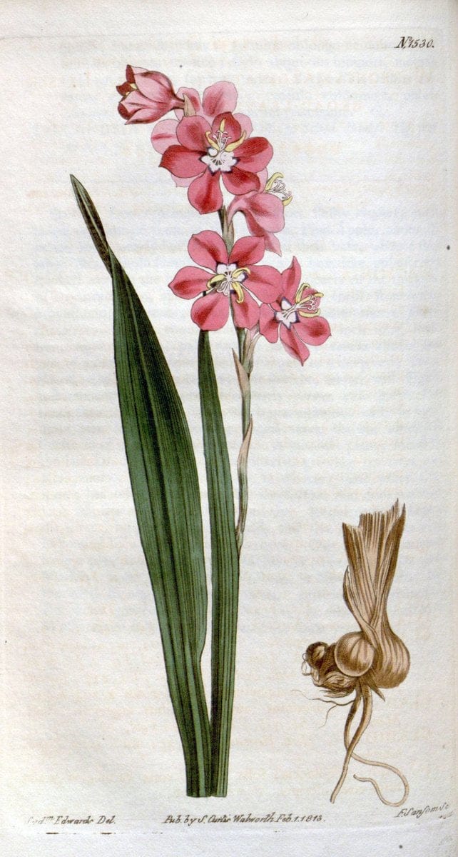 Curtis's botanical magazine. London ; New York [etc.] :Academic Press [etc.]. | "Botanical illustration" Botany Periodicals "Pictorial works" "Plants, Ornamental"  | Vintage Print Reproduction 450293