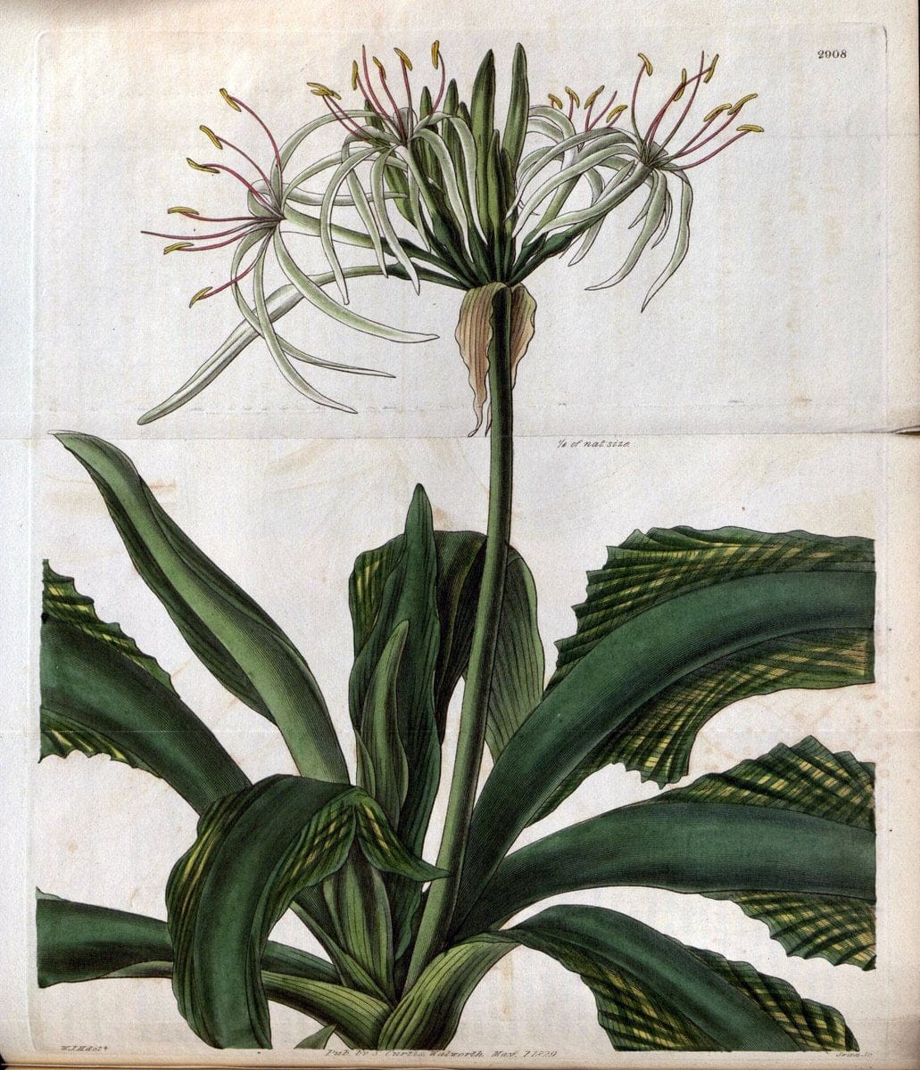 Curtis's botanical magazine. London ; New York [etc.] :Academic Press [etc.]. | "Botanical illustration" Botany Periodicals "Pictorial works" "Plants, Ornamental"  | Vintage Print Reproduction 450296