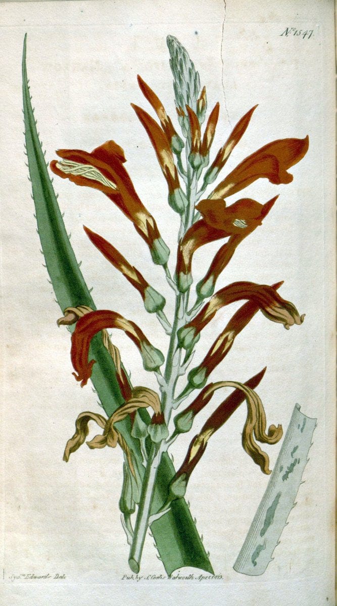 Curtis's botanical magazine. London ; New York [etc.] :Academic Press [etc.]. | "Botanical illustration" Botany Periodicals "Pictorial works" "Plants, Ornamental"  | Vintage Print Reproduction 450297