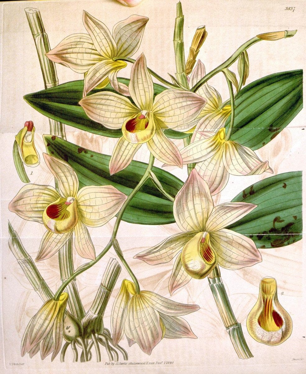 Curtis's botanical magazine. London ; New York [etc.] :Academic Press [etc.]. | "Botanical illustration" Botany Periodicals "Pictorial works" "Plants, Ornamental"  | Vintage Print Reproduction 450299