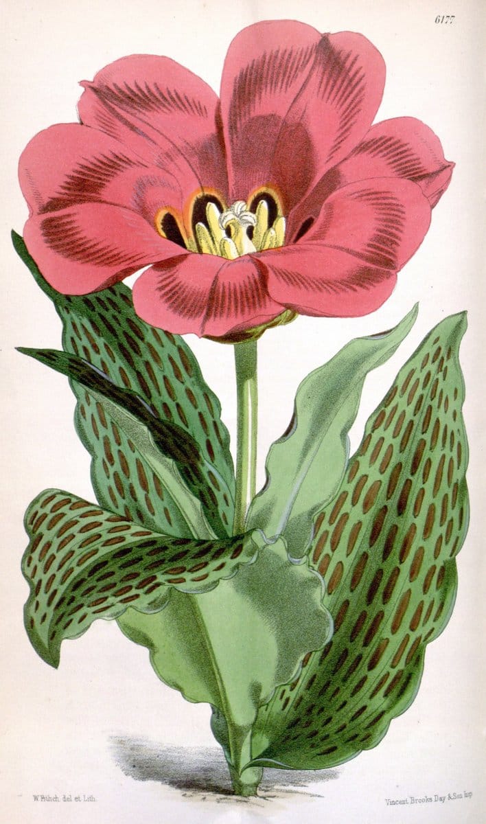 Curtis's botanical magazine. London ; New York [etc.] :Academic Press [etc.]. | "Botanical illustration" Botany Periodicals "Pictorial works" "Plants, Ornamental"  | Vintage Print Reproduction 450301
