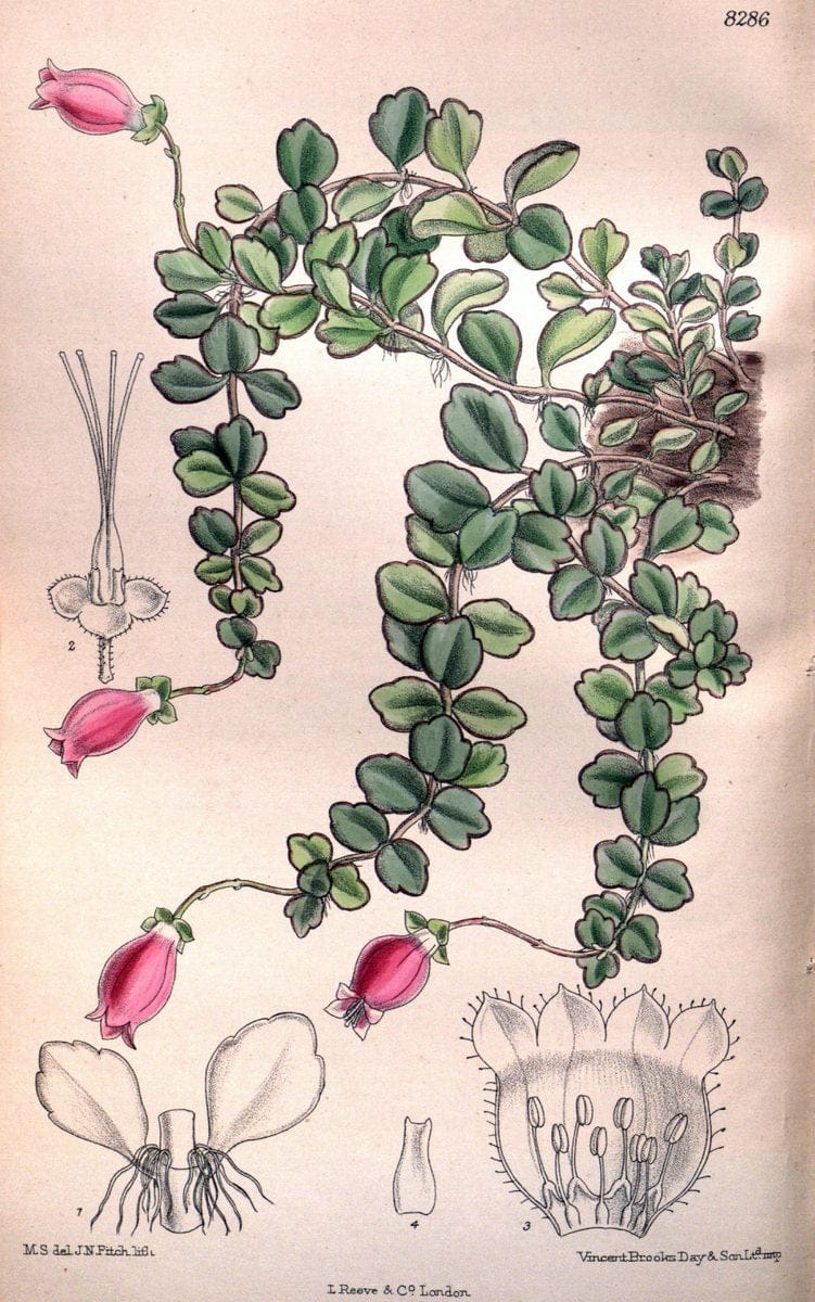 Curtis's botanical magazine. London ; New York [etc.] :Academic Press [etc.]. | "Botanical illustration" Botany Periodicals "Pictorial works" "Plants, Ornamental"  | Vintage Print Reproduction 450305