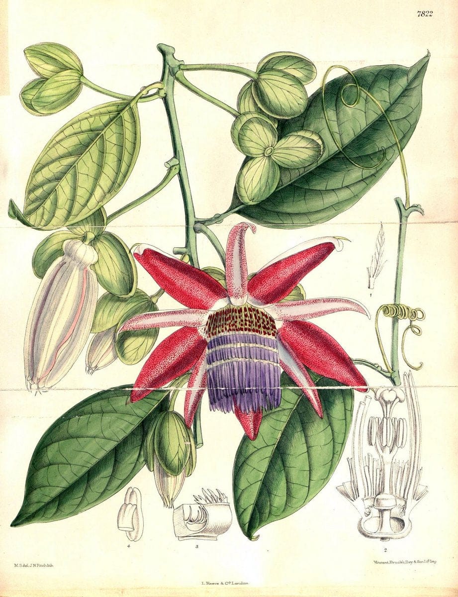 Curtis's botanical magazine. London ;New York [etc.] :Academic Press [etc.]. | Botany Periodicals "Pictorial works"  | Vintage Print Reproduction 450310