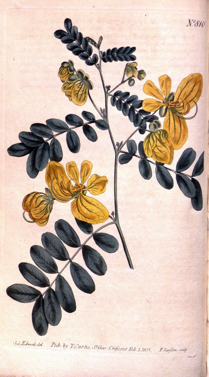 Curtis's botanical magazine. London ;New York [etc.] :Academic Press [etc.]. | Botany Periodicals "Pictorial works"  | Vintage Print Reproduction 450311