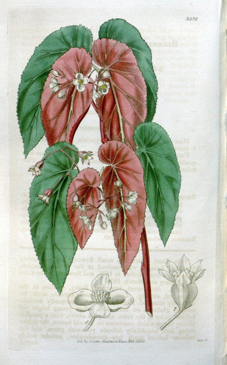 Curtis's botanical magazine. London ;New York [etc.] :Academic Press [etc.]. | Botany Periodicals "Pictorial works"  | Vintage Print Reproduction 450313