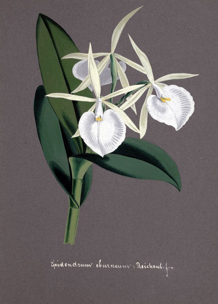 Collection d'orchideÃŒÂes.[S.l. :s.n.,18--]. | "Botanical illustration" Orchidaceae "Orchidaceae in art" "Pictorial works"  | Vintage Print Reproduction 450317
