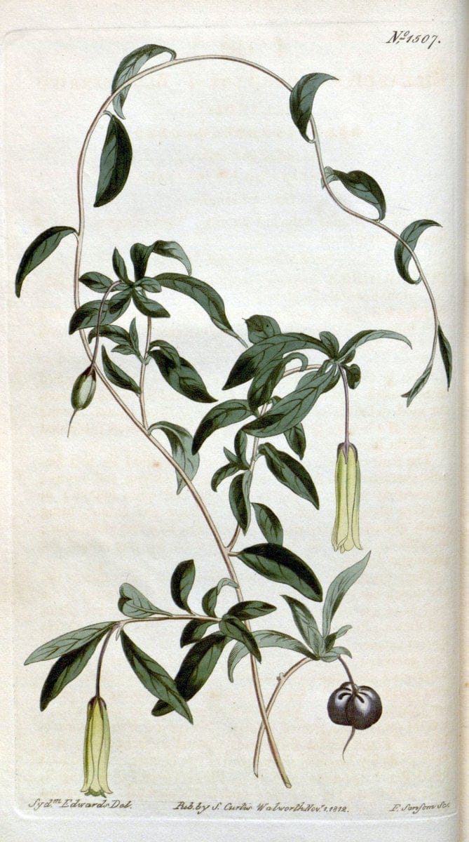 Curtis's botanical magazine. London ; New York [etc.] :Academic Press [etc.]. | "Botanical illustration" Botany Periodicals "Pictorial works" "Plants, Ornamental"  | Vintage Print Reproduction 450323