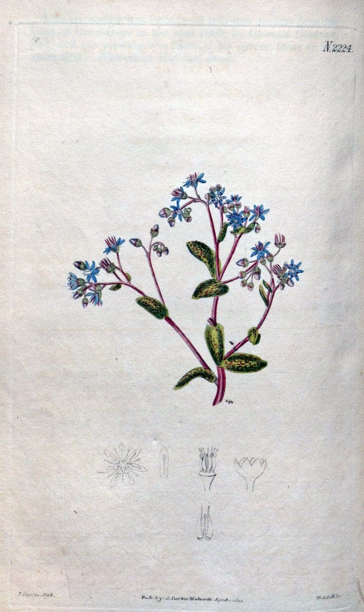 Curtis's botanical magazine. London ; New York [etc.] :Academic Press [etc.]. | "Botanical illustration" Botany Periodicals "Pictorial works" "Plants, Ornamental"  | Vintage Print Reproduction 450330