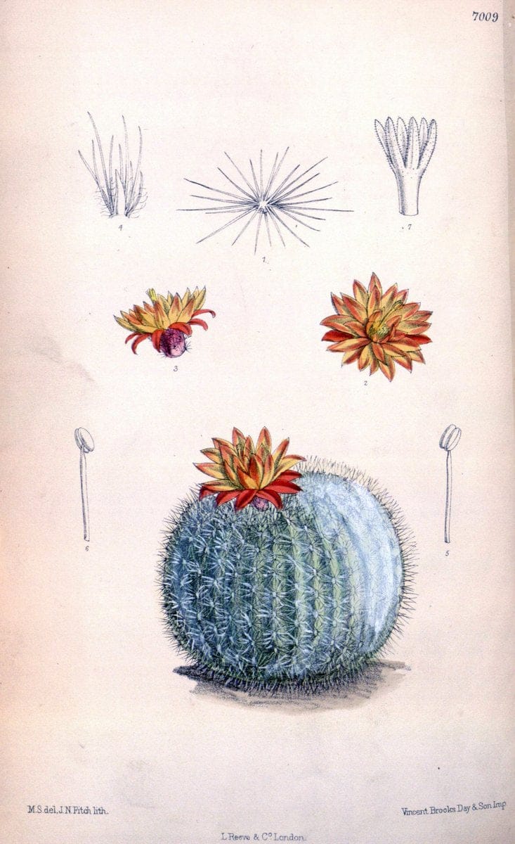 Curtis's botanical magazine. London ; New York [etc.] :Academic Press [etc.]. | "Botanical illustration" Botany Periodicals "Pictorial works" "Plants, Ornamental"  | Vintage Print Reproduction 450333