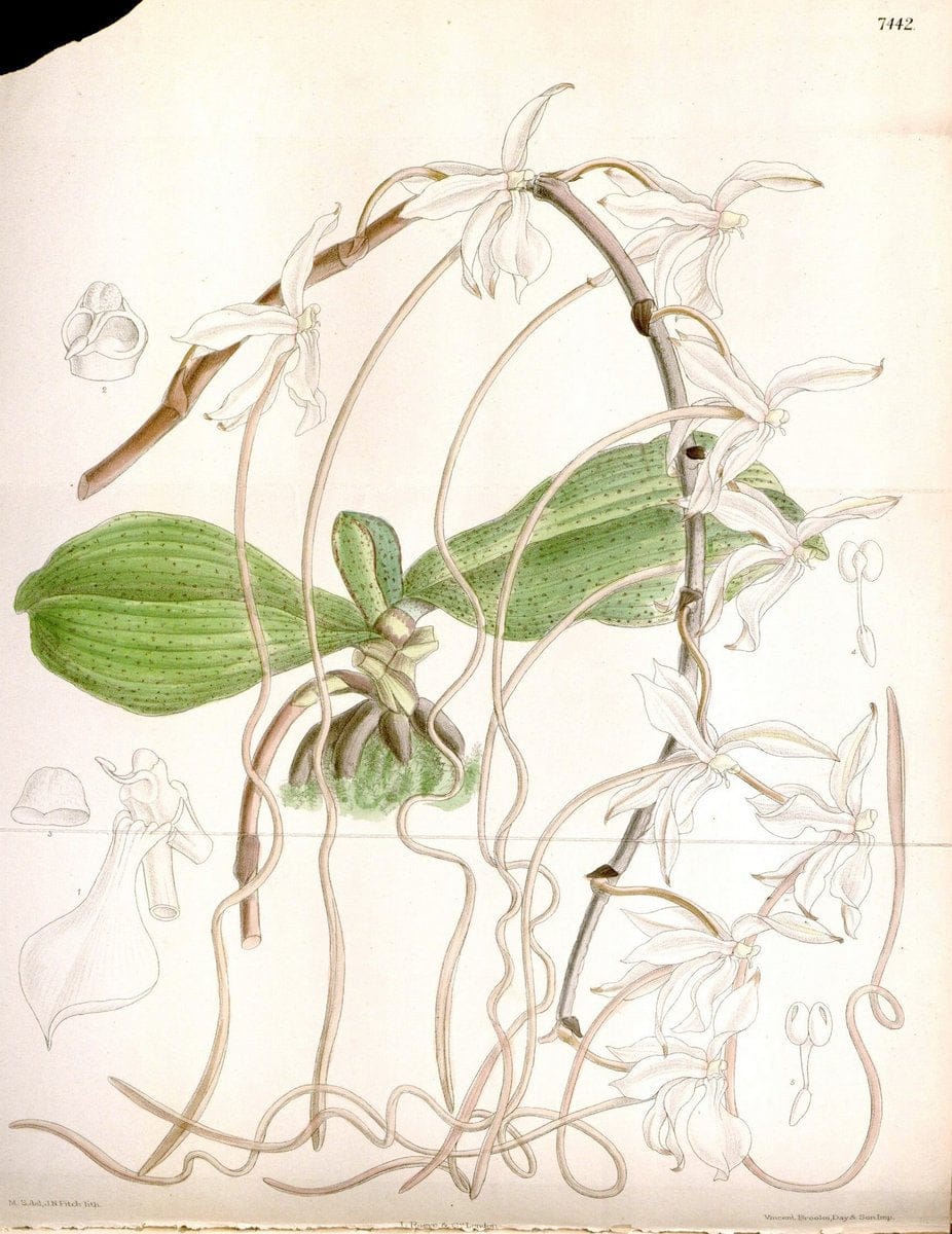 Curtis's botanical magazine. London ; New York [etc.] :Academic Press [etc.]. | "Botanical illustration" Botany Periodicals "Pictorial works" "Plants, Ornamental"  | Vintage Print Reproduction 450339