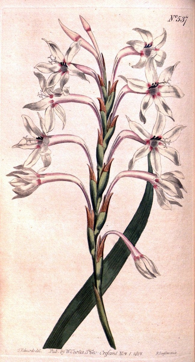 Curtis's botanical magazine. London ;New York [etc.] :Academic Press [etc.]. | Botany Periodicals "Pictorial works"  | Vintage Print Reproduction 450345