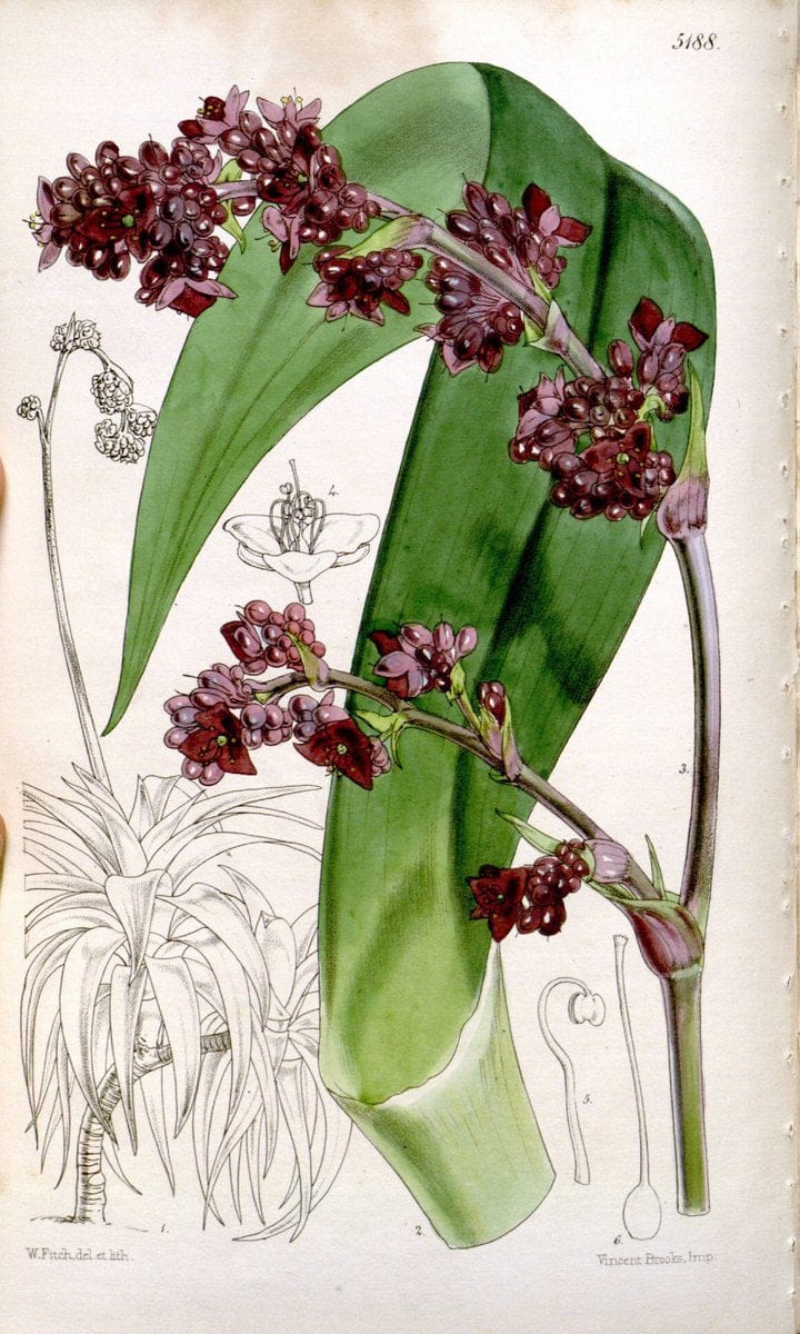 Curtis's botanical magazine. London ;New York [etc.] :Academic Press [etc.]. | Botany Periodicals "Pictorial works"  | Vintage Print Reproduction 450348