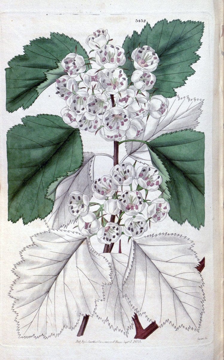 Curtis's botanical magazine. London ;New York [etc.] :Academic Press [etc.]. | Botany Periodicals "Pictorial works"  | Vintage Print Reproduction 450349