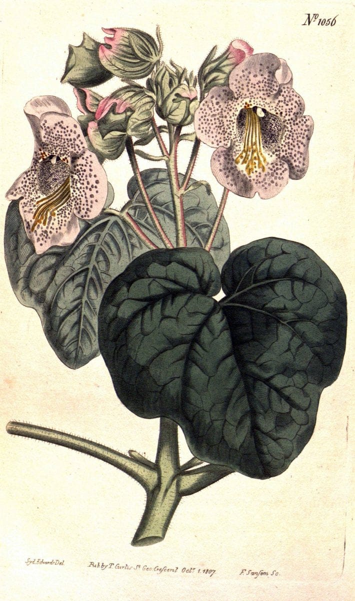 Curtis's botanical magazine. London ;New York [etc.] :Academic Press [etc.]. | Botany Periodicals "Pictorial works"  | Vintage Print Reproduction 450350
