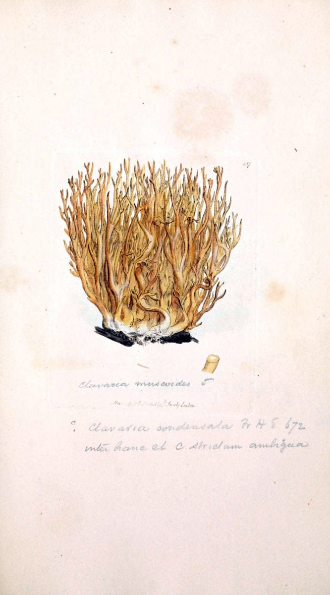 Coloured figures of English fungi or mushrooms. London,Printed by J. Davis,1797-[1809]. | England Mushrooms  | Vintage Print Reproduction 450353