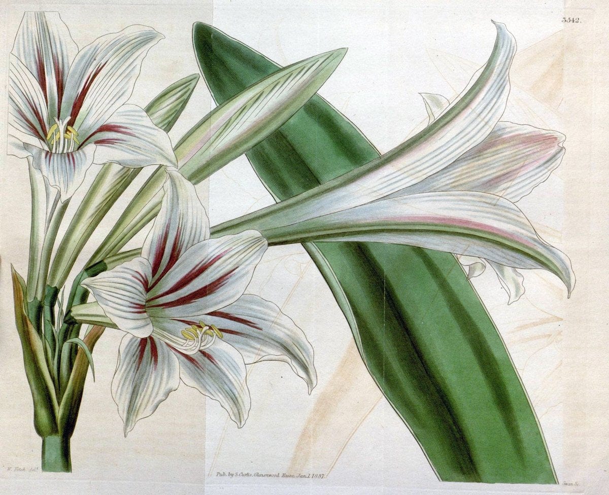 Curtis's botanical magazine. London ; New York [etc.] :Academic Press [etc.]. | "Botanical illustration" Botany Periodicals "Pictorial works" "Plants, Ornamental"  | Vintage Print Reproduction 450354
