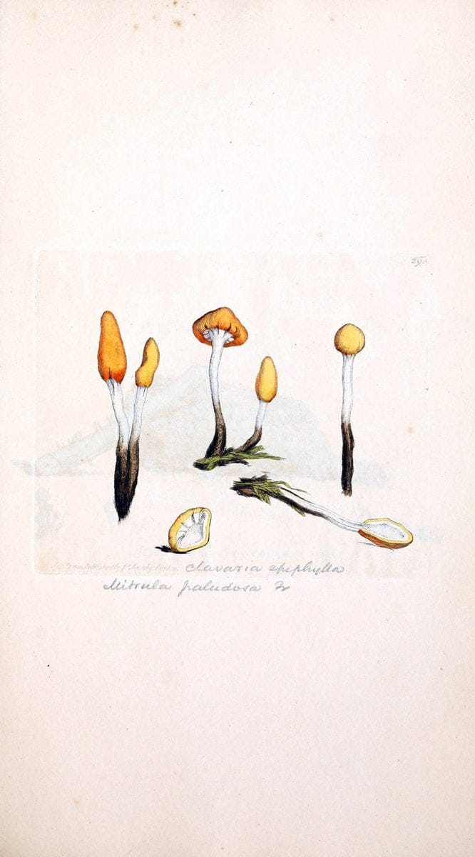 Coloured figures of English fungi or mushrooms. London,Printed by J. Davis,1797-[1809]. | England Mushrooms  | Vintage Print Reproduction 450357