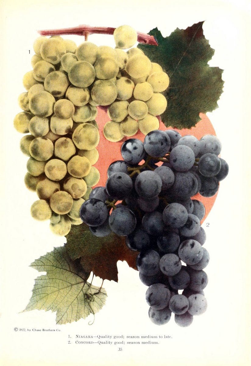 Chase fruit and flowers in natural colorsRochester, N.Y.,Chase brothers company[c1922] | Vintage Print Reproduction 450362