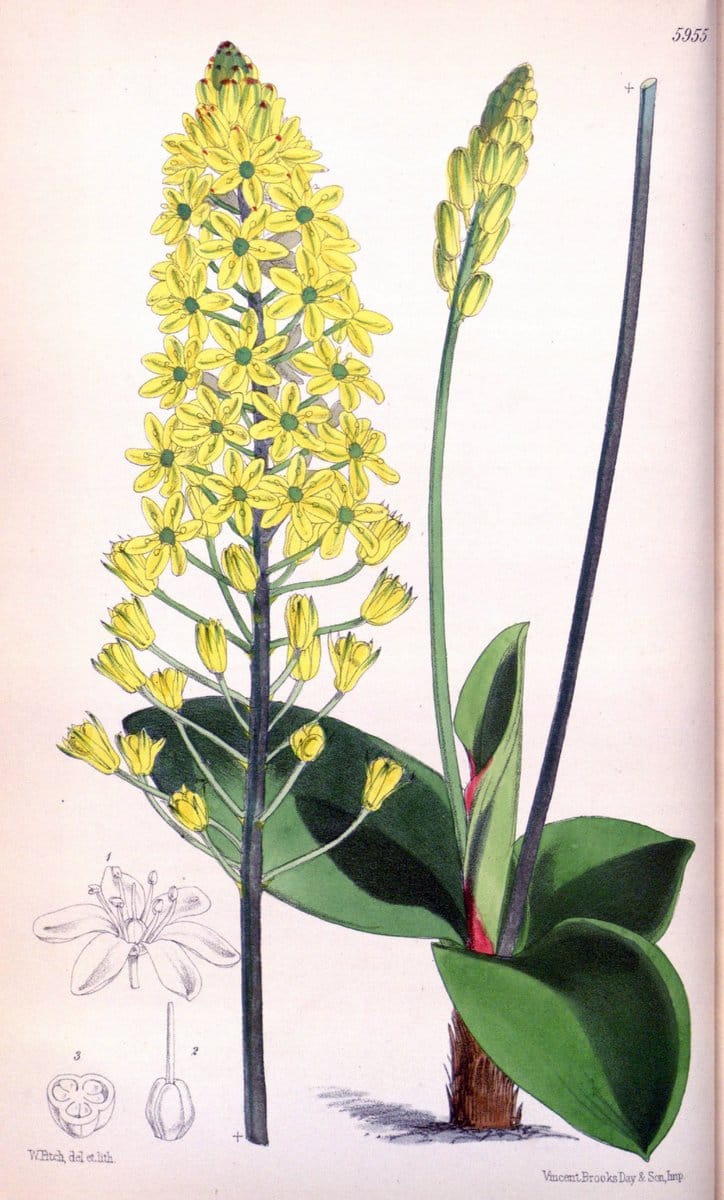 Curtis's botanical magazine. London ; New York [etc.] :Academic Press [etc.]. | "Botanical illustration" Botany Periodicals "Pictorial works" "Plants, Ornamental"  | Vintage Print Reproduction 450366