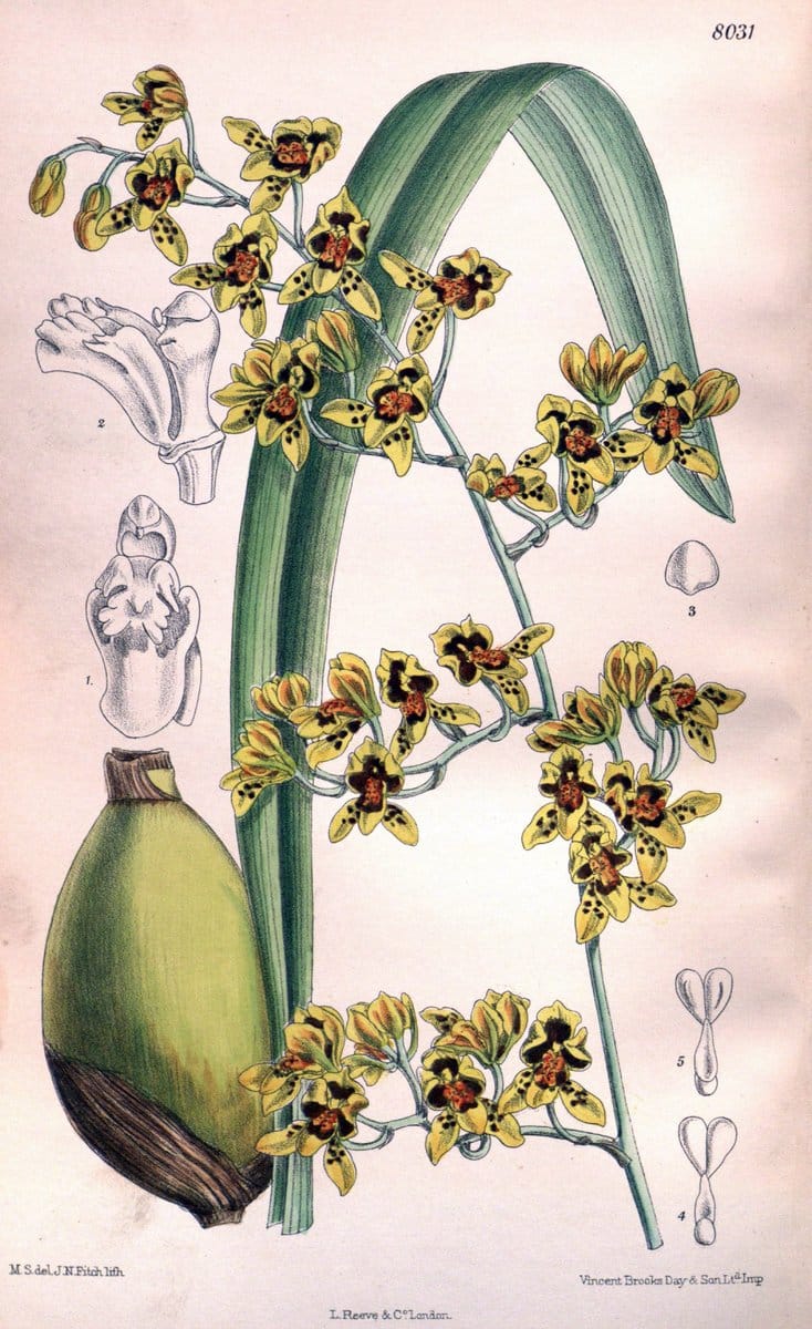 Curtis's botanical magazine. London ; New York [etc.] :Academic Press [etc.]. | "Botanical illustration" Botany Periodicals "Pictorial works" "Plants, Ornamental"  | Vintage Print Reproduction 450373