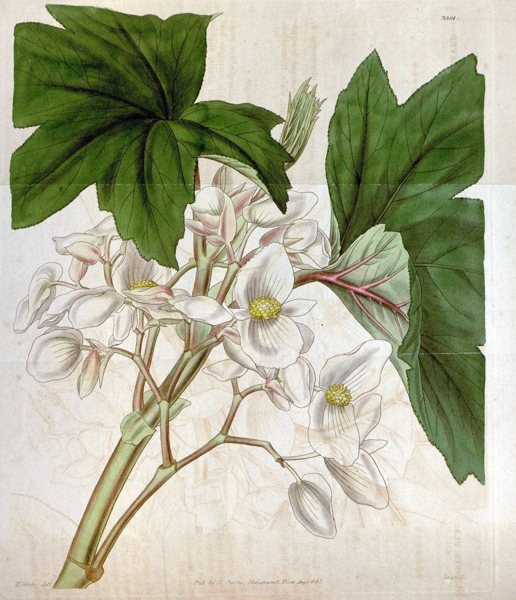 Curtis's botanical magazine. London ; New York [etc.] :Academic Press [etc.]. | "Botanical illustration" Botany Periodicals "Pictorial works" "Plants, Ornamental"  | Vintage Print Reproduction 450376