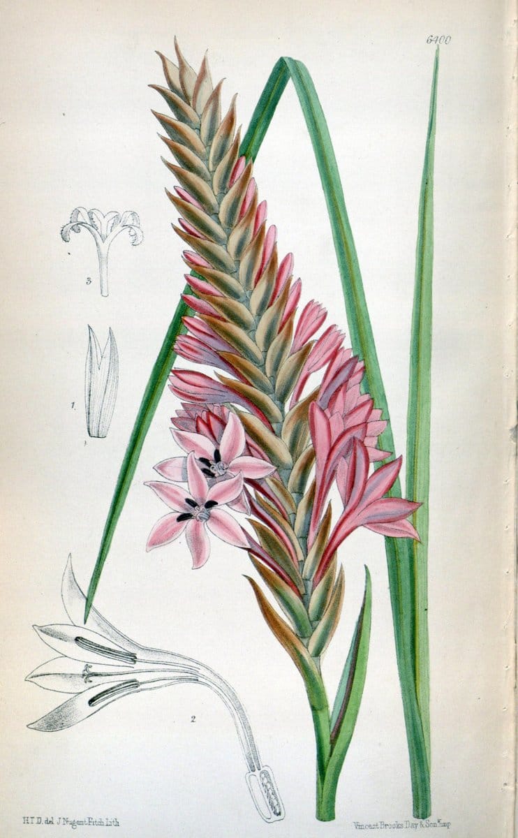 Curtis's botanical magazine. London ; New York [etc.] :Academic Press [etc.]. | "Botanical illustration" Botany Periodicals "Pictorial works" "Plants, Ornamental"  | Vintage Print Reproduction 450379