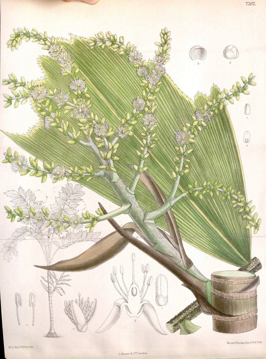 Curtis's botanical magazine. London ; New York [etc.] :Academic Press [etc.]. | "Botanical illustration" Botany Periodicals "Pictorial works" "Plants, Ornamental"  | Vintage Print Reproduction 450381