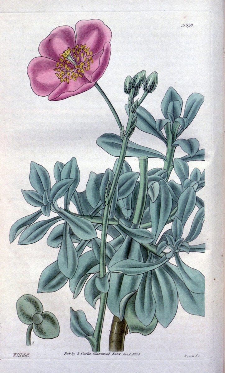 Curtis's botanical magazine. London ;New York [etc.] :Academic Press [etc.]. | Botany Periodicals "Pictorial works"  | Vintage Print Reproduction 450384