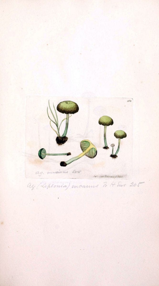 Coloured figures of English fungi or mushrooms. London,Printed by J. Davis,1797-[1809]. | England Mushrooms  | Vintage Print Reproduction 450389